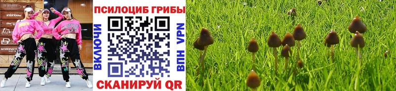 Галлюциногенные грибы Psilocybine cubensis  Купить где  Рудня 